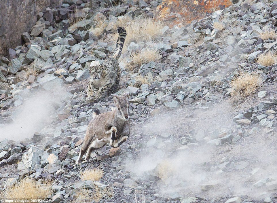 Attacking snow leopard