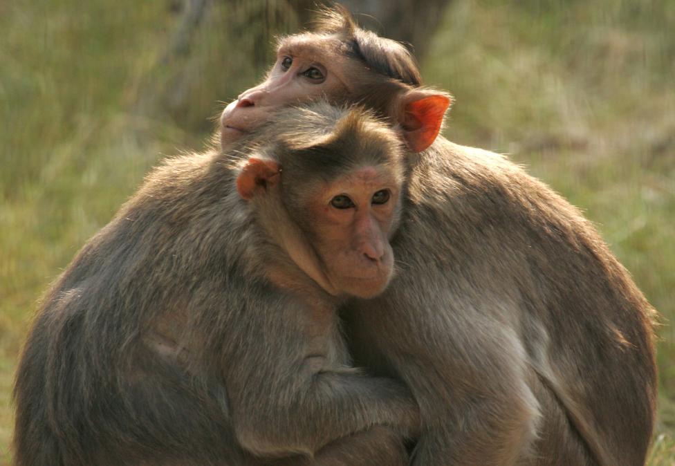 Bonnet Macaques sit inside their enclosure on a winter evening in New Delhi zoo
