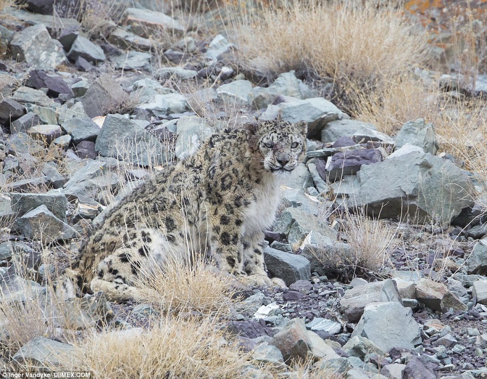 Camauflage snow leopard