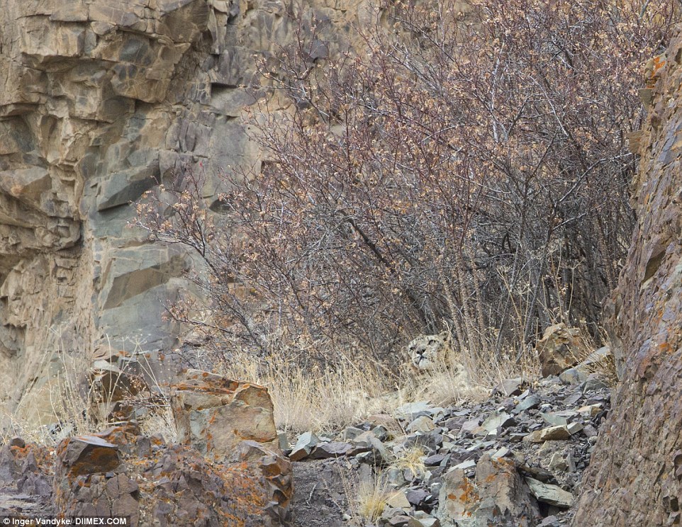 Endangered Snow Leopard Pics