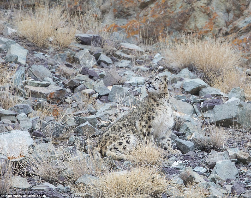 Himalayan wildlife