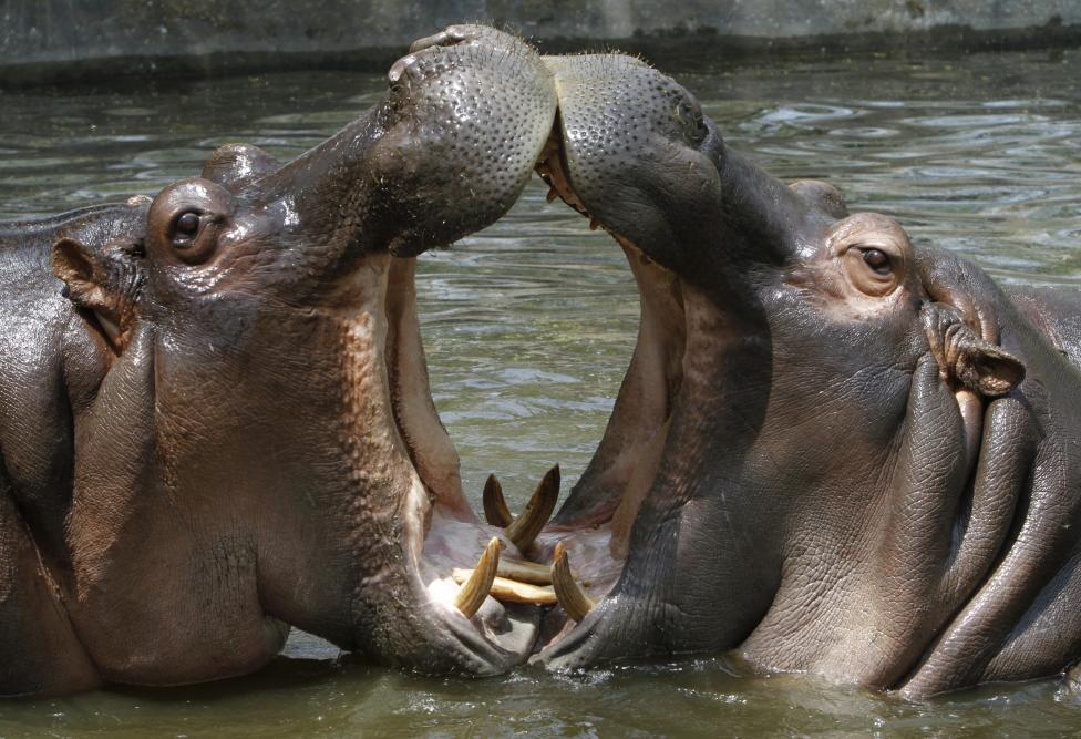 Hippopotamuses cool off in a pond at a zoo on a hot day in New Delhi