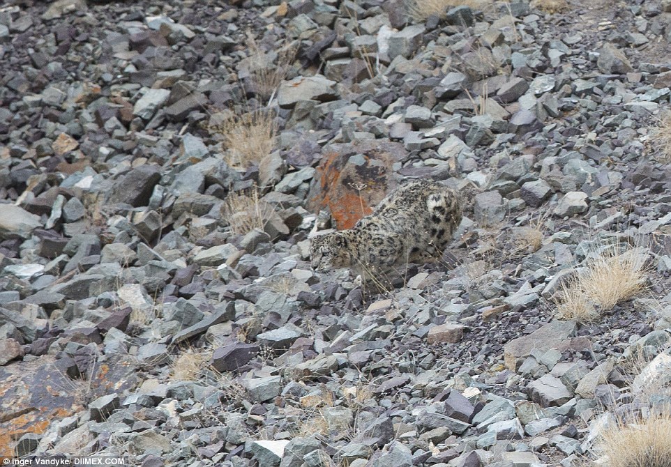 Hunting snow leopard