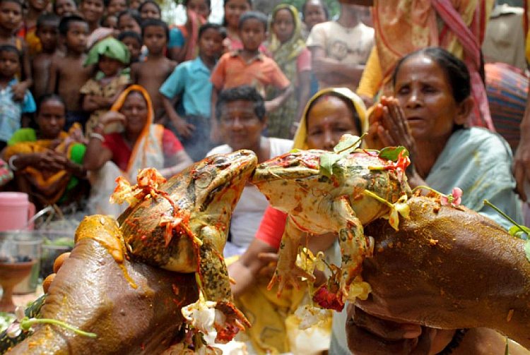 Indian frog wedding