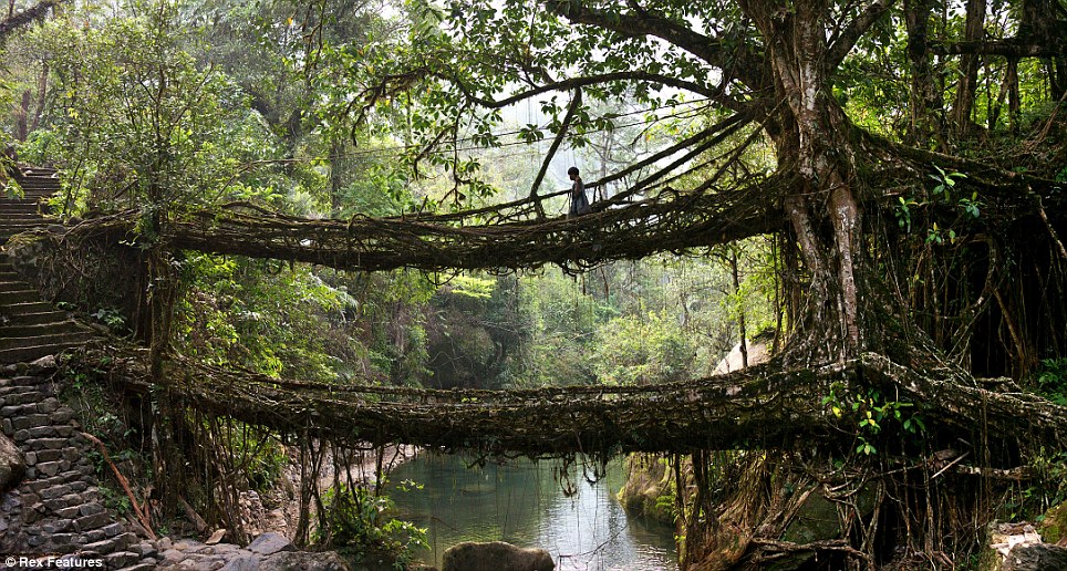 Living root bridges of meghalaya 10