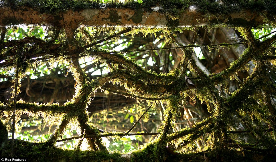 Living root bridges of meghalaya 11