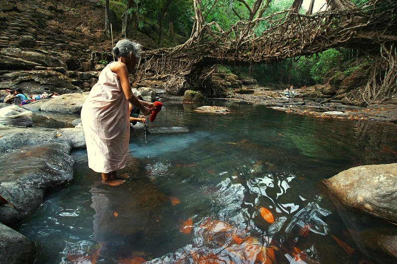 Living root bridges of meghalaya 13