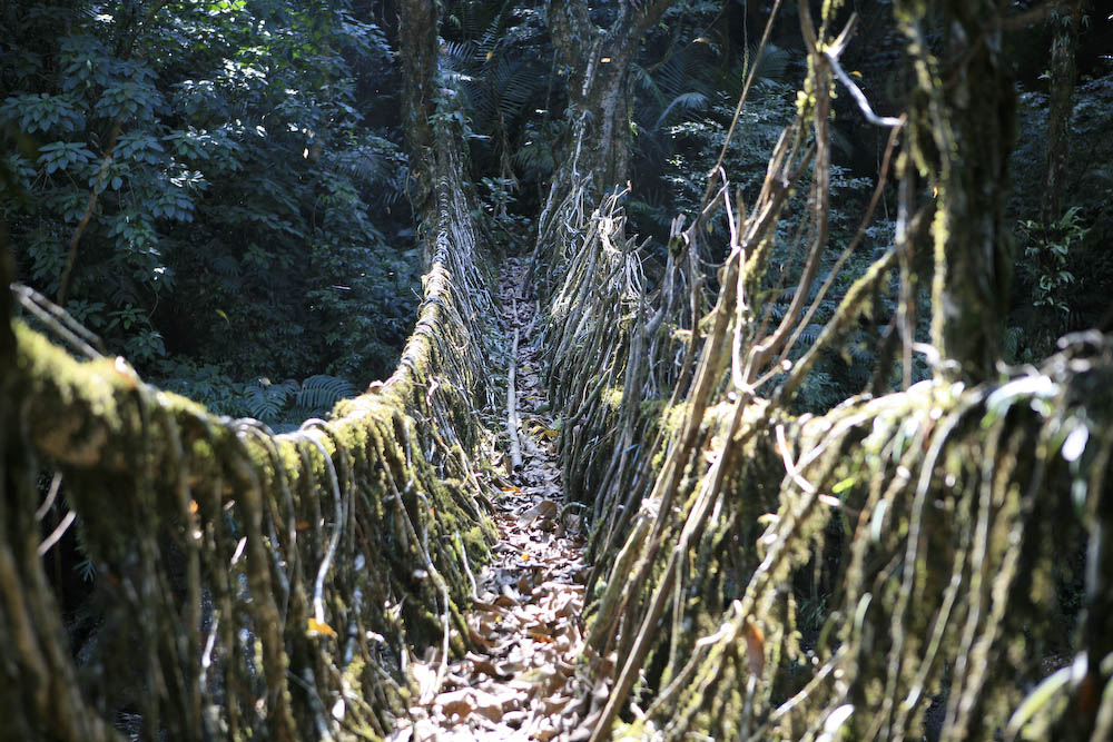 Living root bridges of meghalaya 16