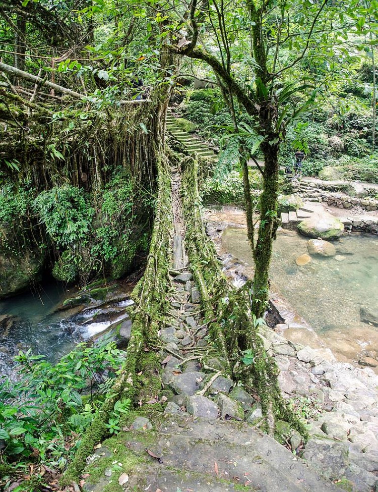 Living root bridges of meghalaya 3