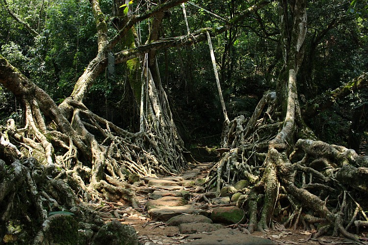 Living root bridges of meghalaya 5