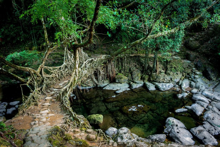 Living root bridges of meghalaya 6