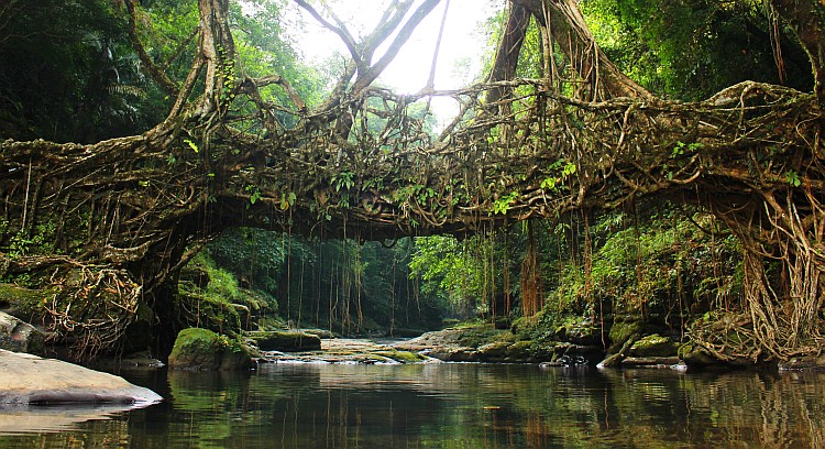 Living root bridges of meghalaya