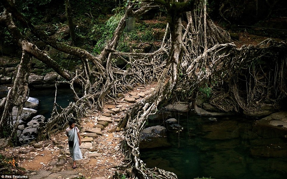 Living root bridges of meghalaya2