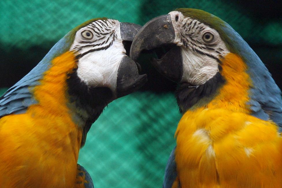 Macaws play inside their cage on Valentine's Day at a zoological park in New Delhi