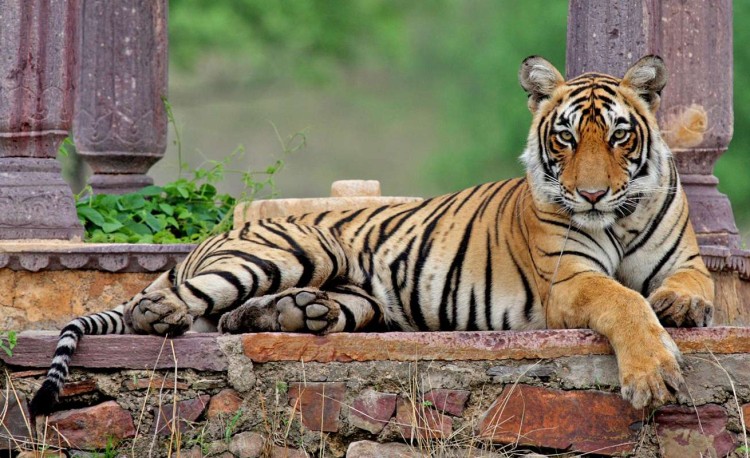 Machali the tigress