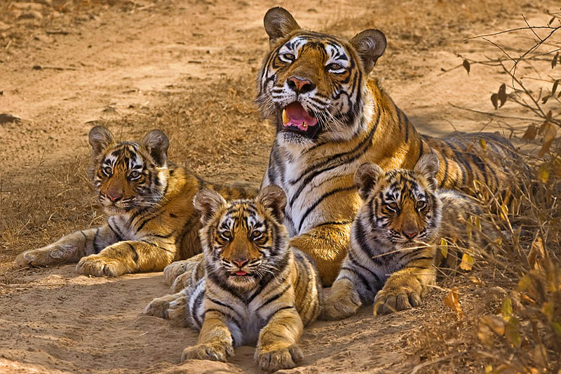 Machali with her cubs