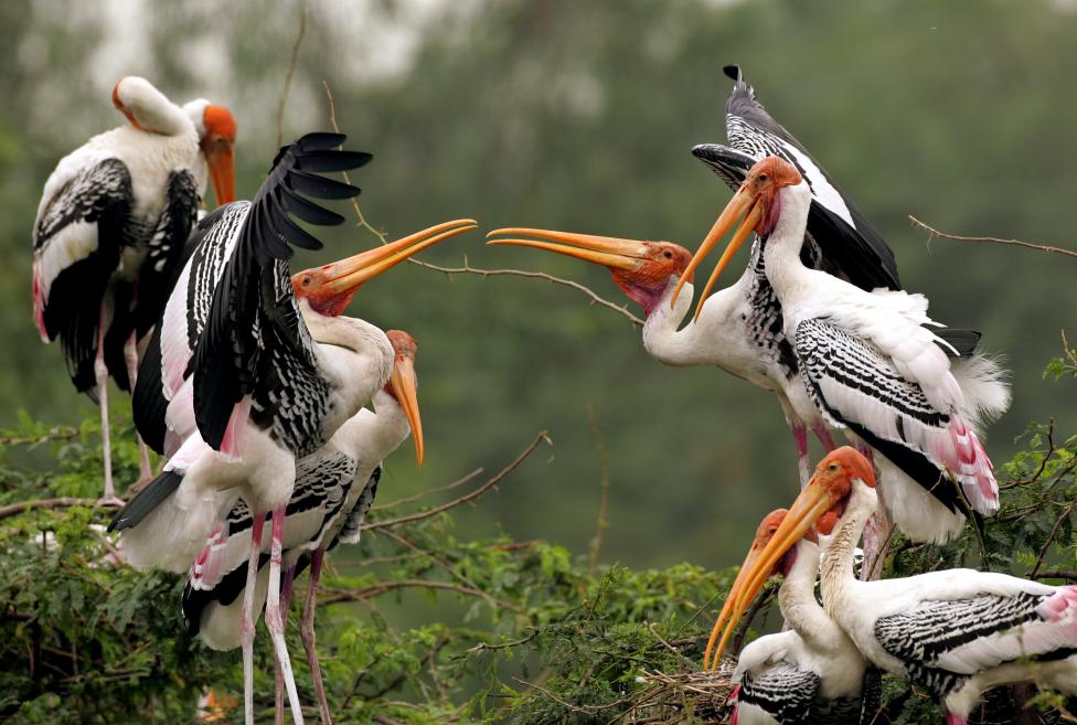 Painted storks play atop tree at zoo in New Delhi