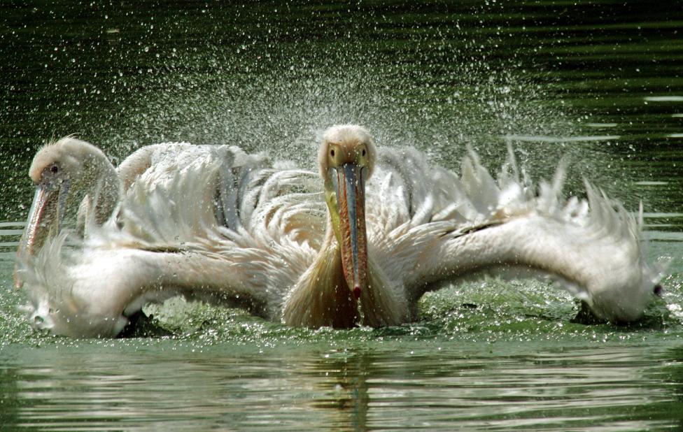 Pelicans swim in a pond in Delhi zoo.