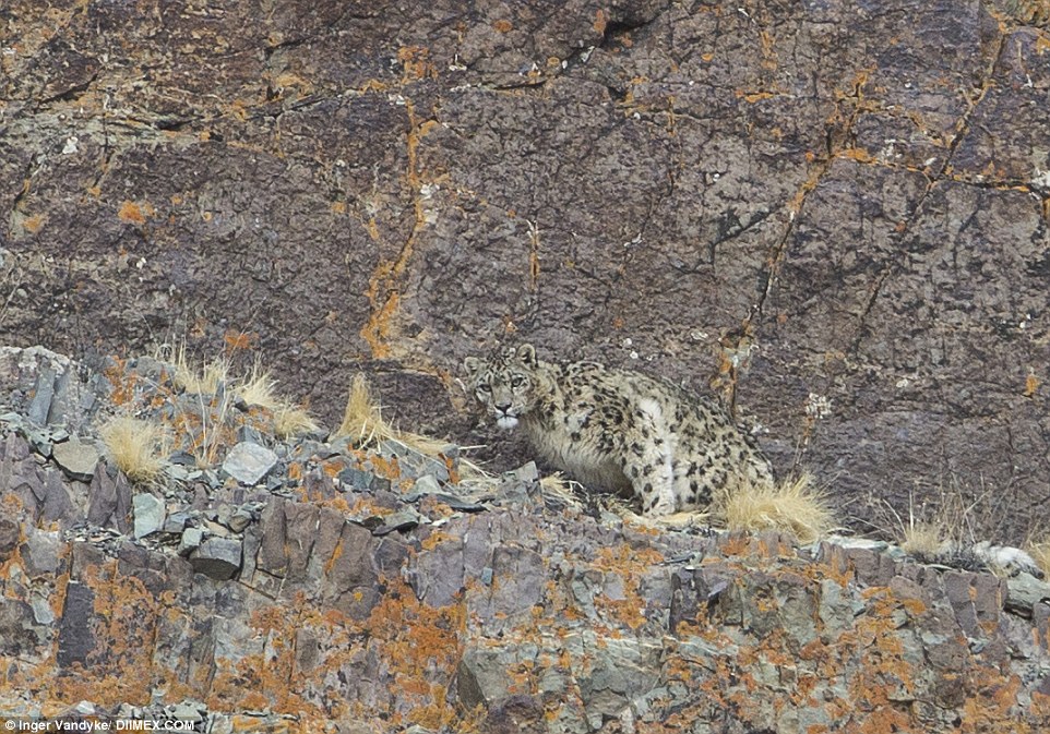 Snow leopard 2