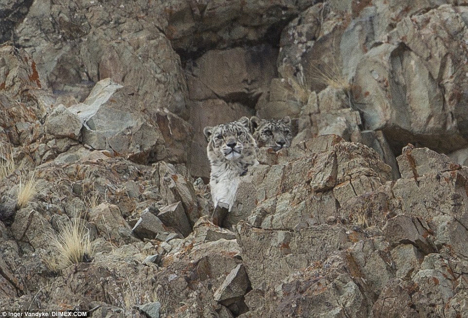 Snow leopard in Ladakh