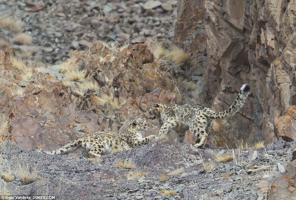 Snow leopard playing