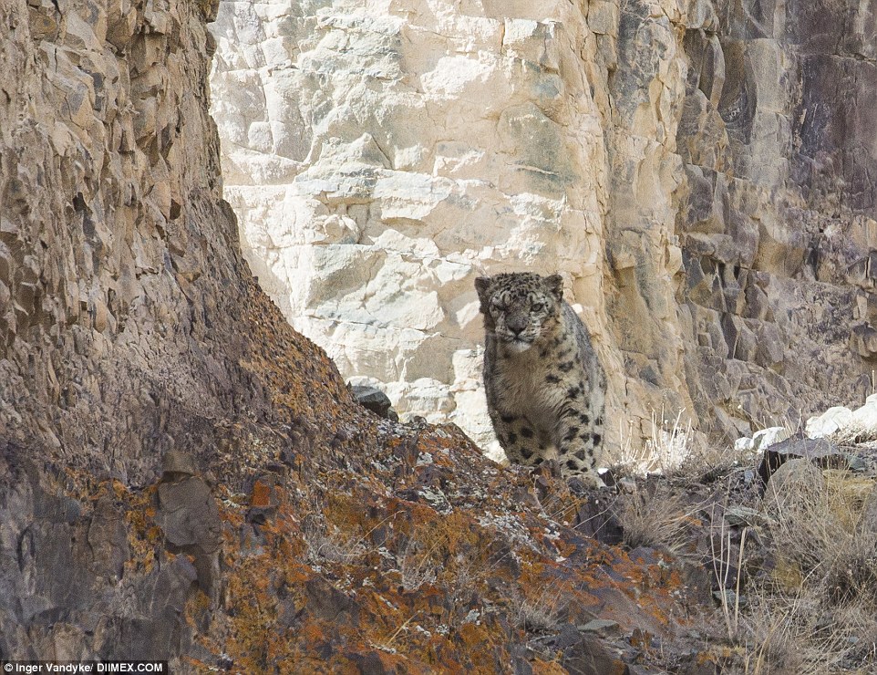 Snow leopard roaming