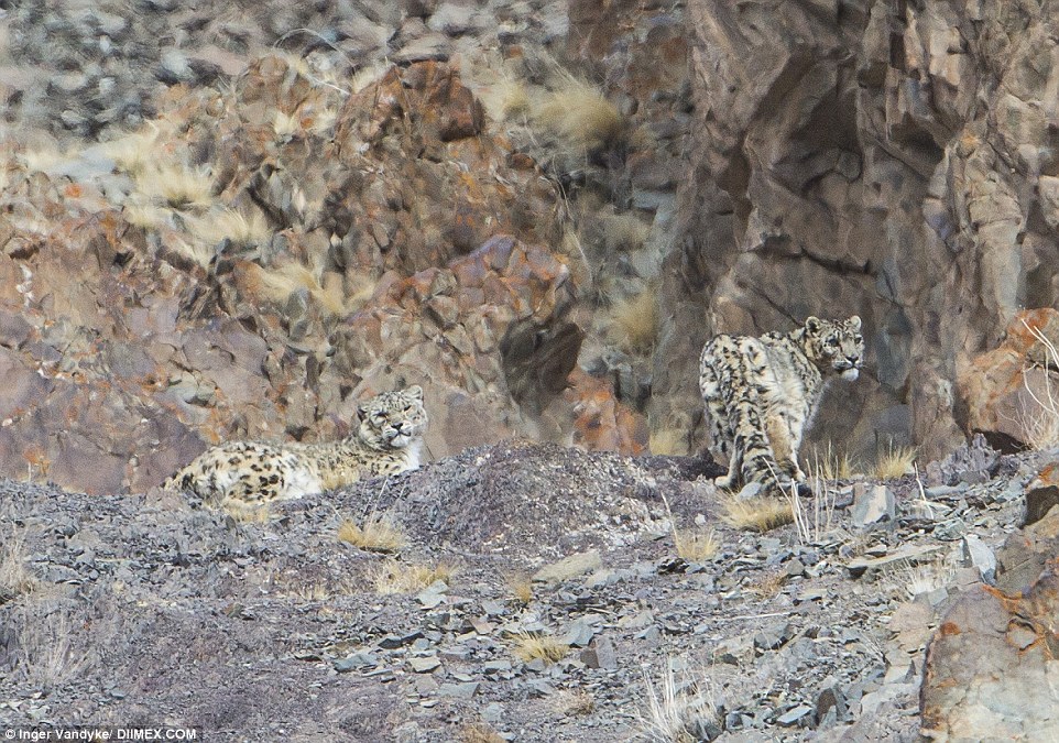 Snow leopard sighting