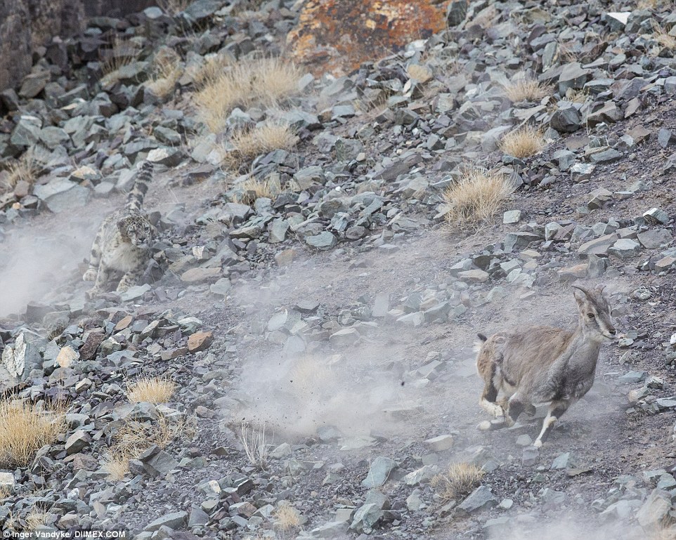 Snow leopard spotted in Ladakh