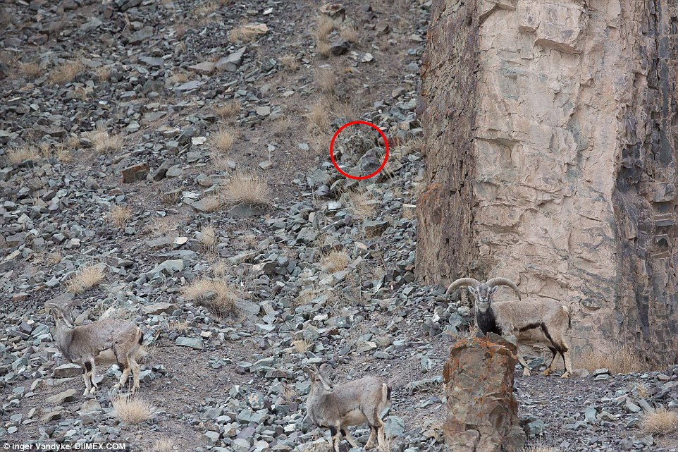 Spot snow leopard