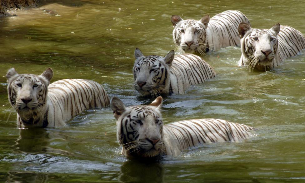 White tigers swim in a pond on a hot day at the zoological park in Hyderabad