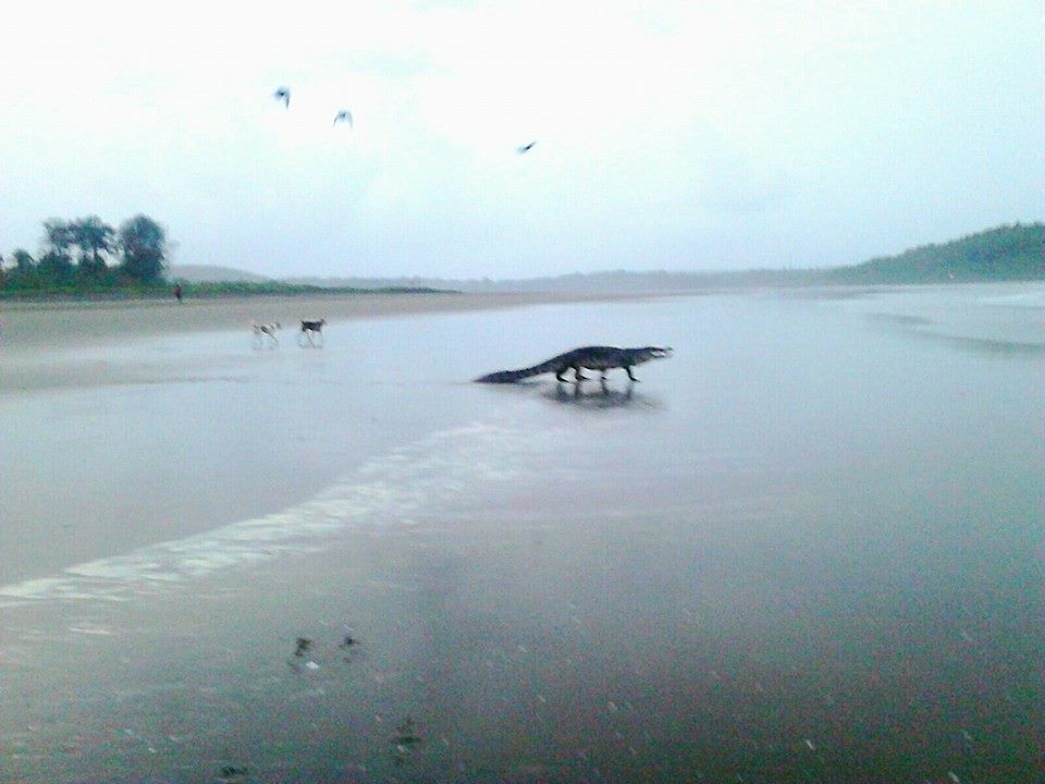 croc on beach
