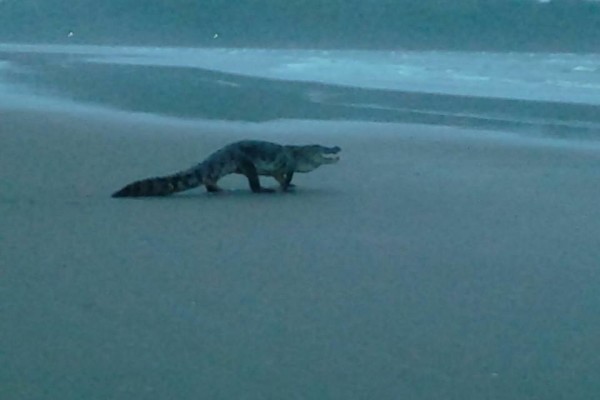 crocodile on indian beach