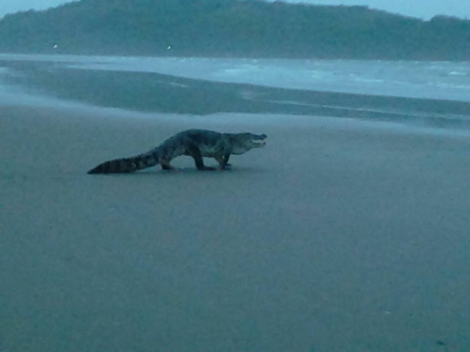 crocodile on indian beach