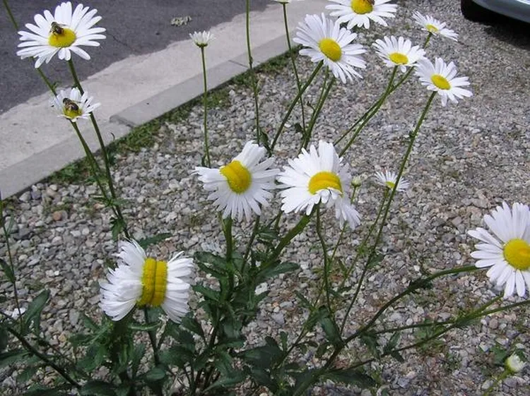 Mutated, deformed flowers spotted near Fukushimla nuclear reactor site   