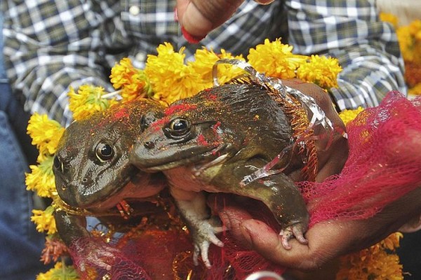 frog wedding in india