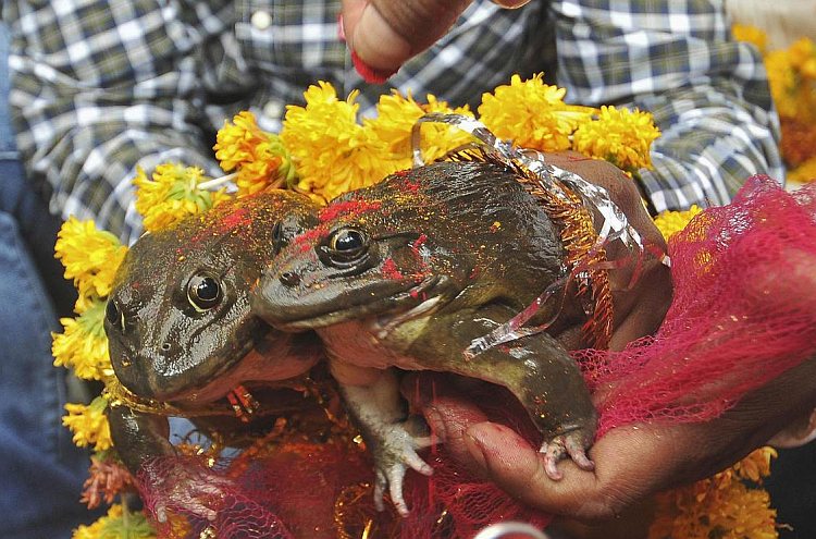 frog wedding in india