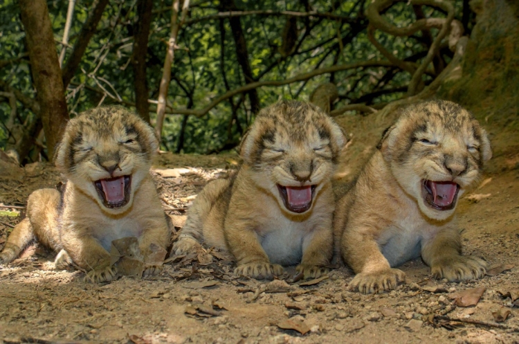 gir lion cubs