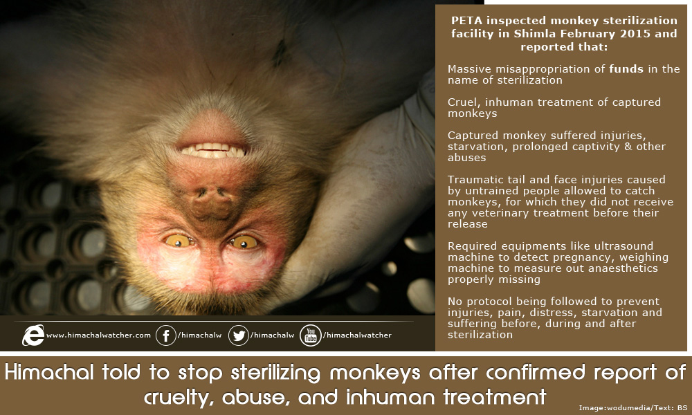 himachal-told-to-stop-sterilizing-monkeys-after-confirmed-report-of-cruelty-abuse-and-inhuman-treatment