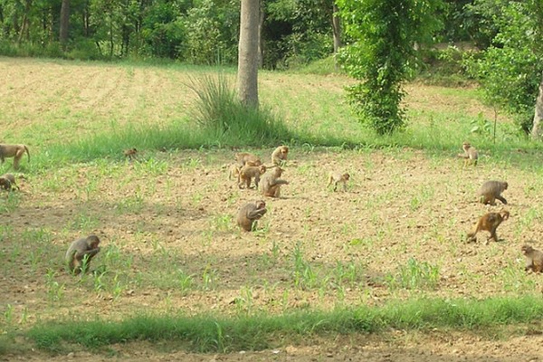 how to keep monkeys away from fields