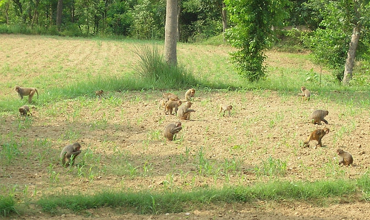 how to keep monkeys away from fields