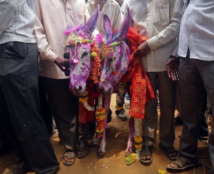 india-monsoon-donkey-weddings