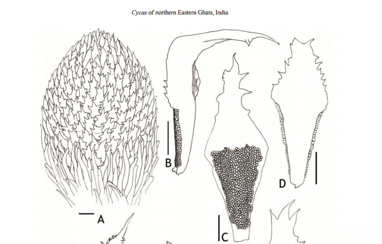 jurassic period plants discovered