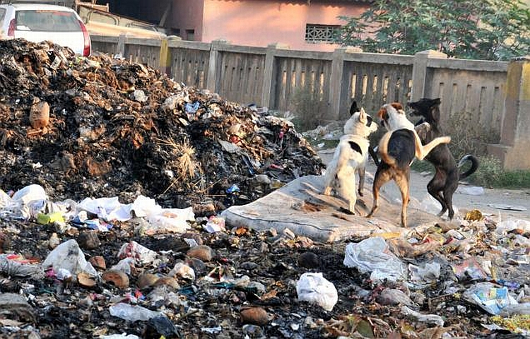 kerala stray dogs