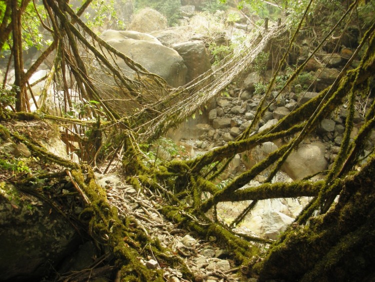 living-root-bridges