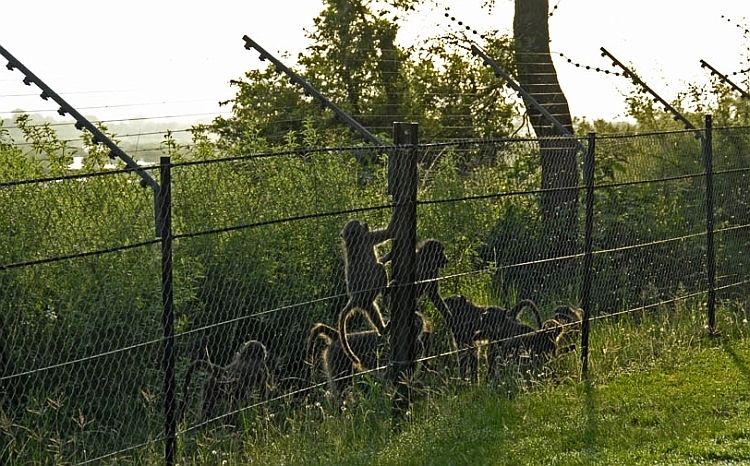 Himachal Plans Solar Powered Electric Fences To Protect Farmlands Against Monkeys Planet Custodian Himachal Plans Solar Powered Electric Fences To Protect Farmlands Against Monkeys Planet Custodian
