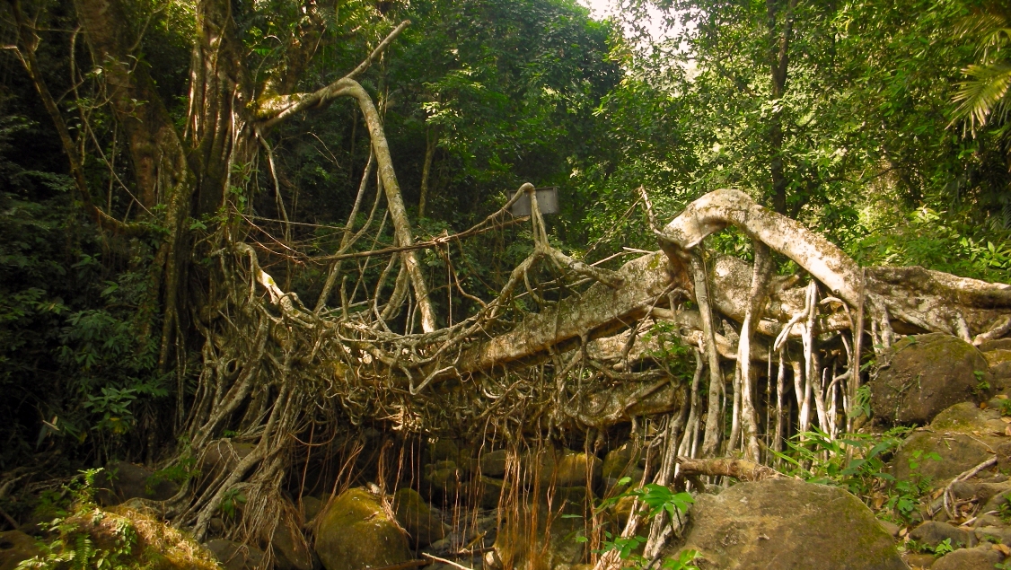 root-bridge