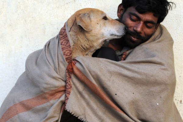 stray animal India