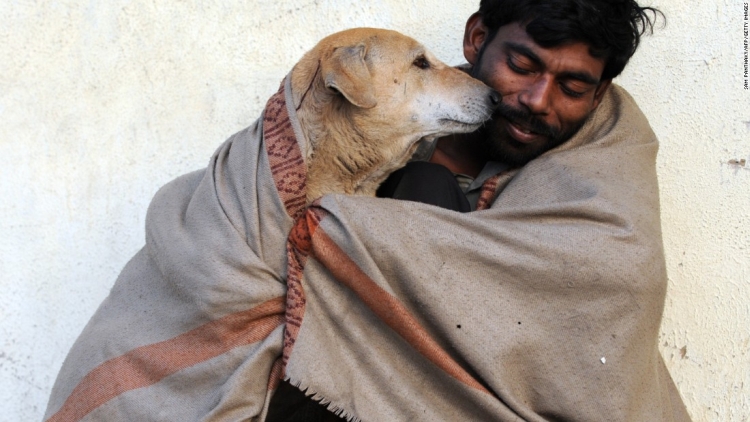 stray animal India