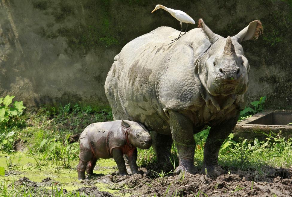 A one-horned rhino named Baghekhaity stands next to its 10-day-old calf at a zoo in Guwahati