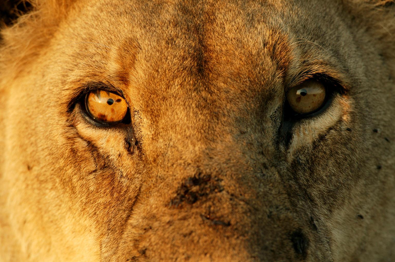 A close-up of a male lion at Duba Plains Camp in the Okavango Delta reveals scars of old wounds.